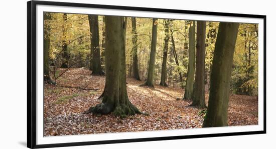 Beech Glade I-Bill Philip-Framed Giclee Print