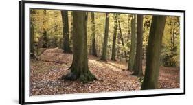 Beech Glade I-Bill Philip-Framed Giclee Print