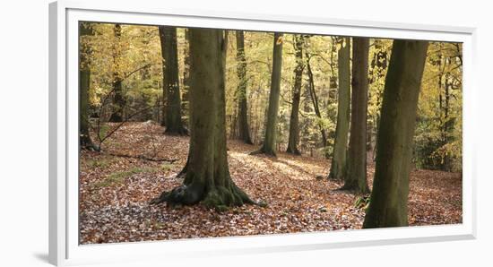 Beech Glade I-Bill Philip-Framed Giclee Print