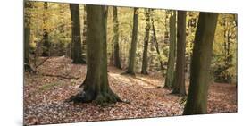 Beech Glade I-Bill Philip-Mounted Giclee Print