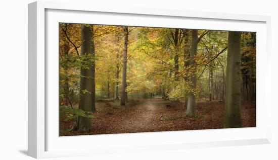 Beech Glade II-Bill Philip-Framed Giclee Print