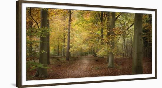 Beech Glade II-Bill Philip-Framed Giclee Print