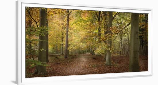 Beech Glade II-Bill Philip-Framed Giclee Print