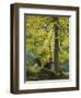 beech, Kellerwald-Edersee National Park, Paradies, Kellerwald, Hessia, Germany-Michael Jaeschke-Framed Photographic Print