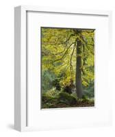 beech, Kellerwald-Edersee National Park, Paradies, Kellerwald, Hessia, Germany-Michael Jaeschke-Framed Photographic Print