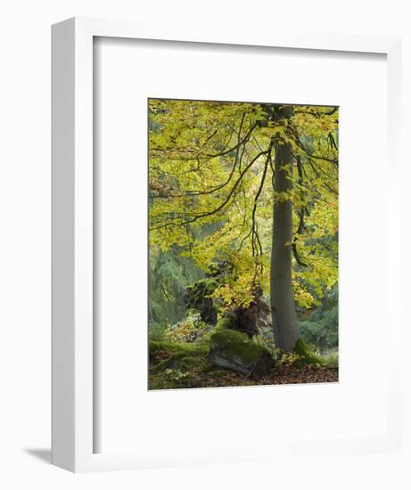 beech, Kellerwald-Edersee National Park, Paradies, Kellerwald, Hessia, Germany-Michael Jaeschke-Framed Photographic Print