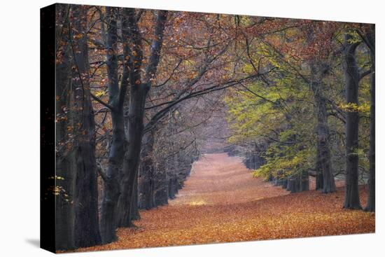 Beech Lane-Cora Niele-Stretched Canvas