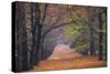 Beech Lane-Cora Niele-Stretched Canvas