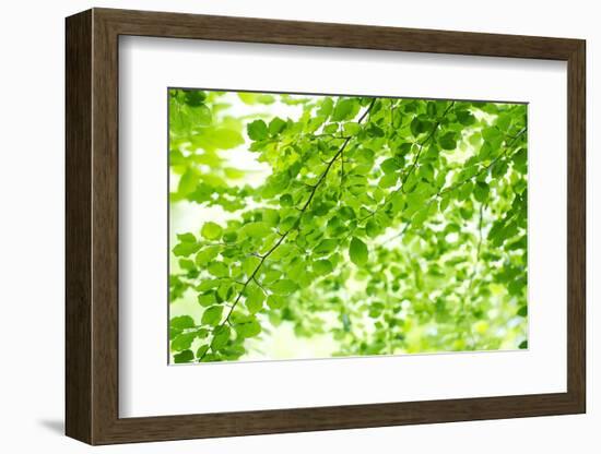 Beech Leaves, Branches, Close-Up-Alexander Georgiadis-Framed Photographic Print