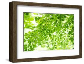 Beech Leaves, Branches, Close-Up-Alexander Georgiadis-Framed Photographic Print