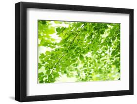 Beech Leaves, Branches, Close-Up-Alexander Georgiadis-Framed Photographic Print