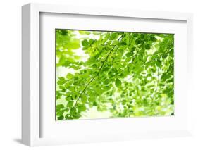 Beech Leaves, Branches, Close-Up-Alexander Georgiadis-Framed Photographic Print