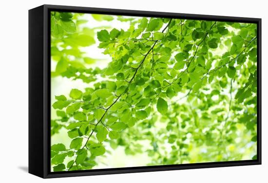 Beech Leaves, Branches, Close-Up-Alexander Georgiadis-Framed Stretched Canvas