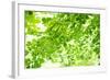 Beech Leaves, Branches, Close-Up-Alexander Georgiadis-Framed Photographic Print
