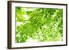 Beech Leaves, Branches, Close-Up-Alexander Georgiadis-Framed Photographic Print