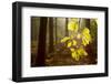 Beech Leaves (Fagus Sylvatica) Backlit at Dawn, the National Forest, Midlands, UK-Ben Hall-Framed Photographic Print