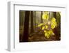 Beech Leaves (Fagus Sylvatica) Backlit at Dawn, the National Forest, Midlands, UK-Ben Hall-Framed Photographic Print