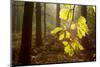 Beech Leaves (Fagus Sylvatica) Backlit at Dawn, the National Forest, Midlands, UK-Ben Hall-Mounted Photographic Print