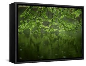 Beech Leaves Over Lake, Waggoners Wells, Grayshot, Surrey, England, United Kingdom-Pearl Bucknall-Framed Stretched Canvas