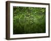 Beech Leaves Over Lake, Waggoners Wells, Grayshot, Surrey, England, United Kingdom-Pearl Bucknall-Framed Photographic Print