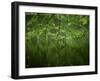 Beech Leaves Over Lake, Waggoners Wells, Grayshot, Surrey, England, United Kingdom-Pearl Bucknall-Framed Photographic Print