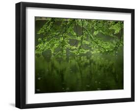 Beech Leaves Over Lake, Waggoners Wells, Grayshot, Surrey, England, United Kingdom-Pearl Bucknall-Framed Photographic Print