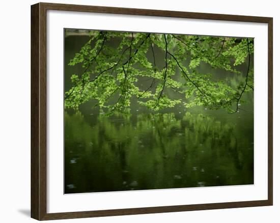 Beech Leaves Over Lake, Waggoners Wells, Grayshot, Surrey, England, United Kingdom-Pearl Bucknall-Framed Photographic Print