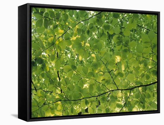 Beech Leaves-Jon Arnold-Framed Stretched Canvas