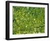 Beech Leaves-Jon Arnold-Framed Photographic Print