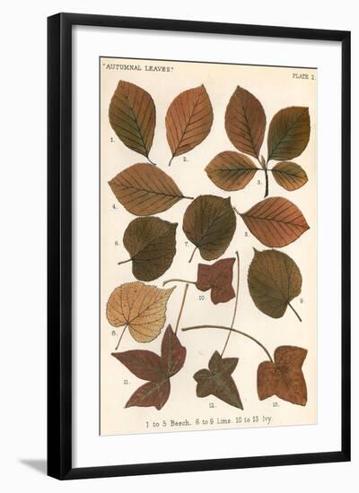 Beech, Lime, Ivy Leaves-null-Framed Art Print