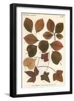 Beech, Lime, Ivy Leaves-null-Framed Art Print