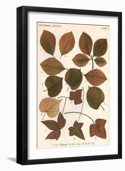 Beech, Lime, Ivy Leaves-null-Framed Art Print