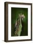 Beech Marten, Martes Foina, with Clear Green Background. Stone Marten, Detail Portrait of Forest An-Ondrej Prosicky-Framed Photographic Print