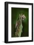 Beech Marten, Martes Foina, with Clear Green Background. Stone Marten, Detail Portrait of Forest An-Ondrej Prosicky-Framed Photographic Print