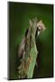 Beech Marten, Martes Foina, with Clear Green Background. Stone Marten, Detail Portrait of Forest An-Ondrej Prosicky-Mounted Photographic Print