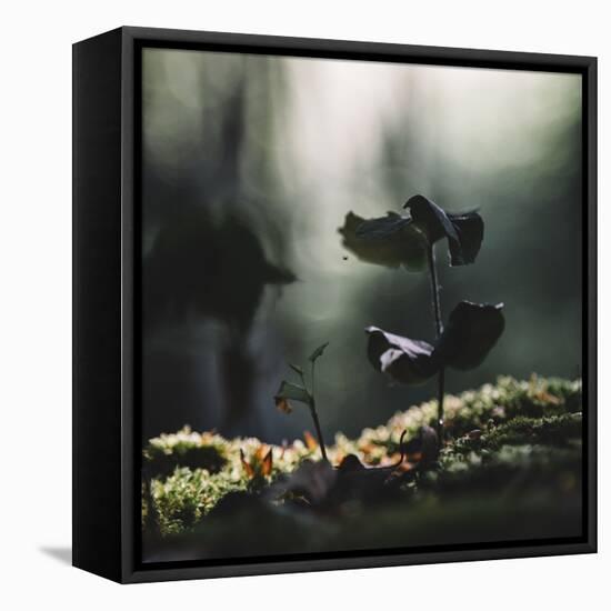 beech seedling in the forest. Vitamin-rich food for the animals after the winter.-Nadja Jacke-Framed Stretched Canvas