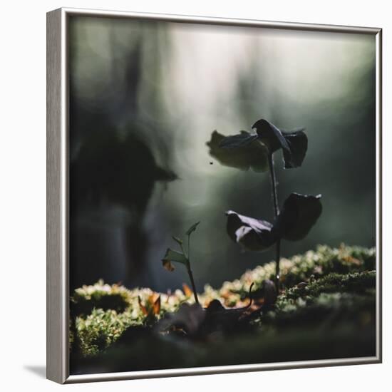 beech seedling in the forest. Vitamin-rich food for the animals after the winter.-Nadja Jacke-Framed Photographic Print