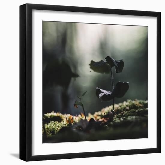 beech seedling in the forest. Vitamin-rich food for the animals after the winter.-Nadja Jacke-Framed Photographic Print