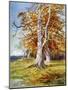 Beech Tree, Autumn, 1900-John MacWhirter-Mounted Giclee Print