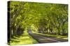 Beech Tree Avenue Early One Spring Morning, Nr Wimborne, Dorset, England. Spring-Adam Burton-Stretched Canvas
