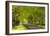 Beech Tree Avenue Early One Spring Morning, Nr Wimborne, Dorset, England. Spring-Adam Burton-Framed Photographic Print