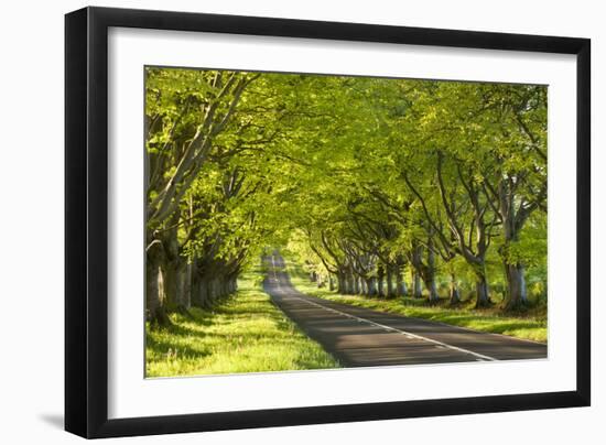 Beech Tree Avenue Early One Spring Morning, Nr Wimborne, Dorset, England. Spring-Adam Burton-Framed Photographic Print