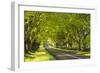 Beech Tree Avenue Early One Spring Morning, Nr Wimborne, Dorset, England. Spring-Adam Burton-Framed Photographic Print