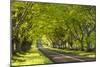 Beech Tree Avenue Early One Spring Morning, Nr Wimborne, Dorset, England. Spring-Adam Burton-Mounted Photographic Print