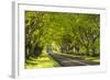 Beech Tree Avenue Early One Spring Morning, Nr Wimborne, Dorset, England. Spring-Adam Burton-Framed Photographic Print