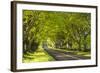 Beech Tree Avenue Early One Spring Morning, Nr Wimborne, Dorset, England. Spring-Adam Burton-Framed Photographic Print