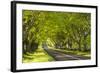 Beech Tree Avenue Early One Spring Morning, Nr Wimborne, Dorset, England. Spring-Adam Burton-Framed Photographic Print