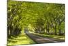 Beech Tree Avenue Early One Spring Morning, Nr Wimborne, Dorset, England. Spring-Adam Burton-Mounted Photographic Print
