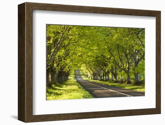 Beech Tree Avenue Early One Spring Morning, Nr Wimborne, Dorset, England. Spring-Adam Burton-Framed Photographic Print