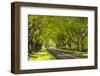 Beech Tree Avenue Early One Spring Morning, Nr Wimborne, Dorset, England. Spring-Adam Burton-Framed Photographic Print